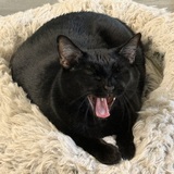 Entry image for Pancake