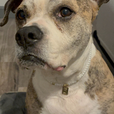 Entry image for Sadie