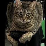 Entry image for Nikki Finn