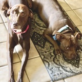 Entry image for Tootsie & Red