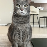 Entry image for Kona