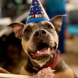 Entry image for Mary Ann - APR Adoptable