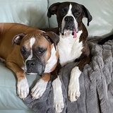 Entry image for Jax and Juno