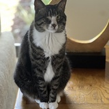 Entry image for Buttons