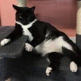 Entry image for Amigo - APR Adoptable