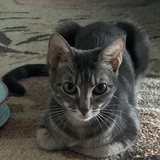 Entry image for Sage 