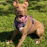 Entry image for Bean - APR Adoptable