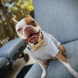 Entry image for Hammy