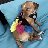 Entry image for Ginger