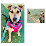 Entry image for Cici - APR Adoptable