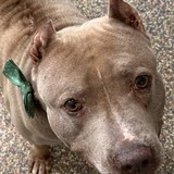 Entry image for Paige - APR Adoptable