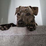 Entry image for Misty