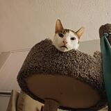 Entry image for Percy