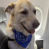 Entry image for Riff