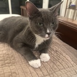 Entry image for Suki