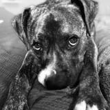 Entry image for Copper