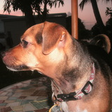 Entry image for Peanut