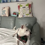 Entry image for Peanut