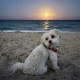 Entry image for Rupert