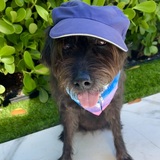 Entry image for Ally