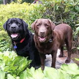 Entry image for Bear & Applejack