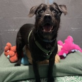 Entry image for Scraggles - APR Adoptable