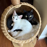 Entry image for Pluto & Freya