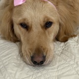 Entry image for  Belle