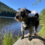 Entry image for Woody