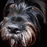 Entry image for Mistic