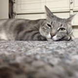 Entry image for Rachel