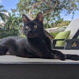 Entry image for Ron Santo