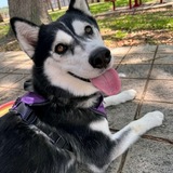 Entry image for Geraldine -  APR Adoptable 