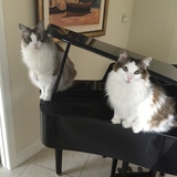 Entry image for Norman and Nelson