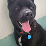 Entry image for Mushu - APR Adoptable