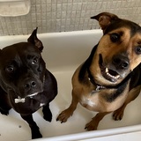 Entry image for Cruiser and Cash