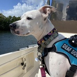 Entry image for Cocoa