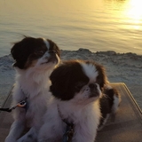 Entry image for LILY AND CHIP