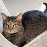 Entry image for Visa