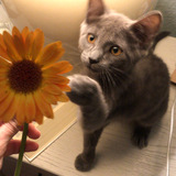 Entry image for Daisy