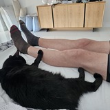 Entry image for Zai - APR Adoptable