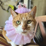 Entry image for Kylie