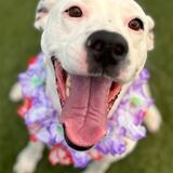 Entry image for Nana - APR Adoptable