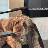 Entry image for Chip