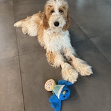 Entry image for Nova