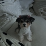 Entry image for Lola 