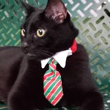 Entry image for Parker