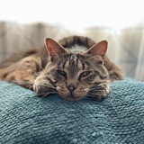 Entry image for Percy