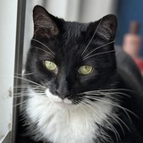 Entry image for Turks