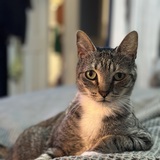 Entry image for Aurora